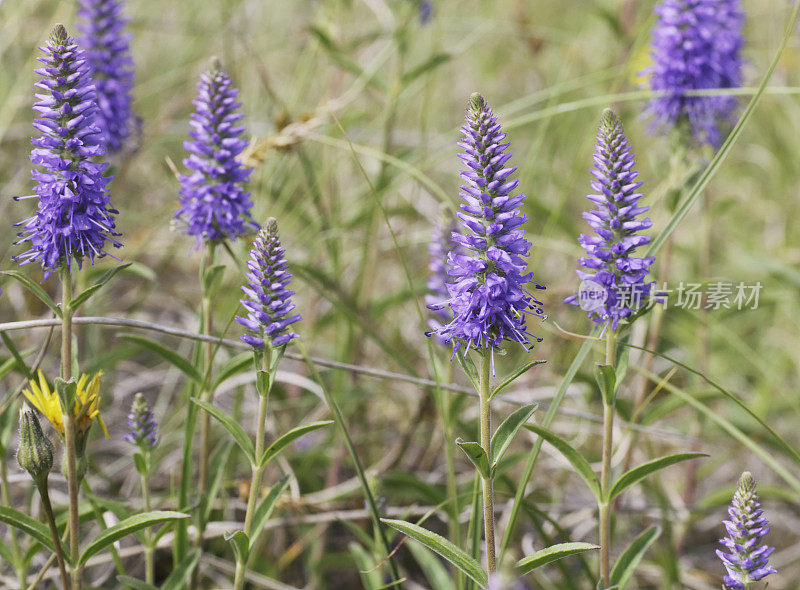 婆婆纳属的植物(Veronica spicata)